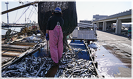 銚子・波崎で採れる新鮮な魚介を使用